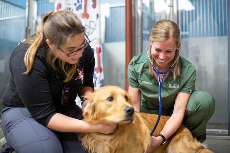 Vet examining dog